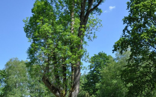 7_Raganos uosis. S. Sidabro n.jpg